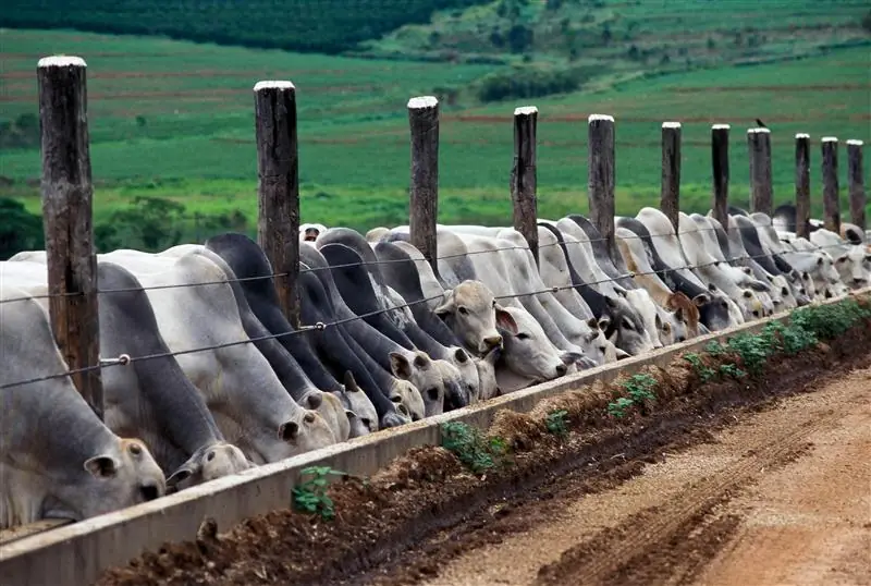 Ganado en confinamiento durante una rutina de manejo y pesaje ganadero